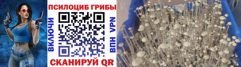 Псилоцибиновые грибы мицелий  Кущёвская 